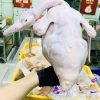 Vịt Bơ